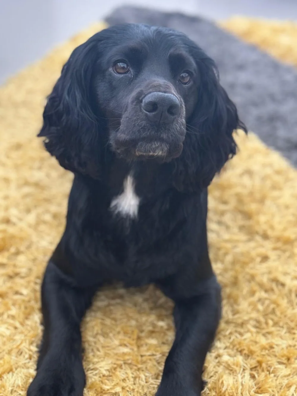 K9 at Mine - Walsall pet otel