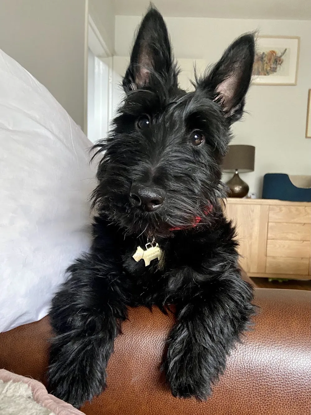 Lilli’s Pad Dog Boarding & Daycare - Walsall pet otel