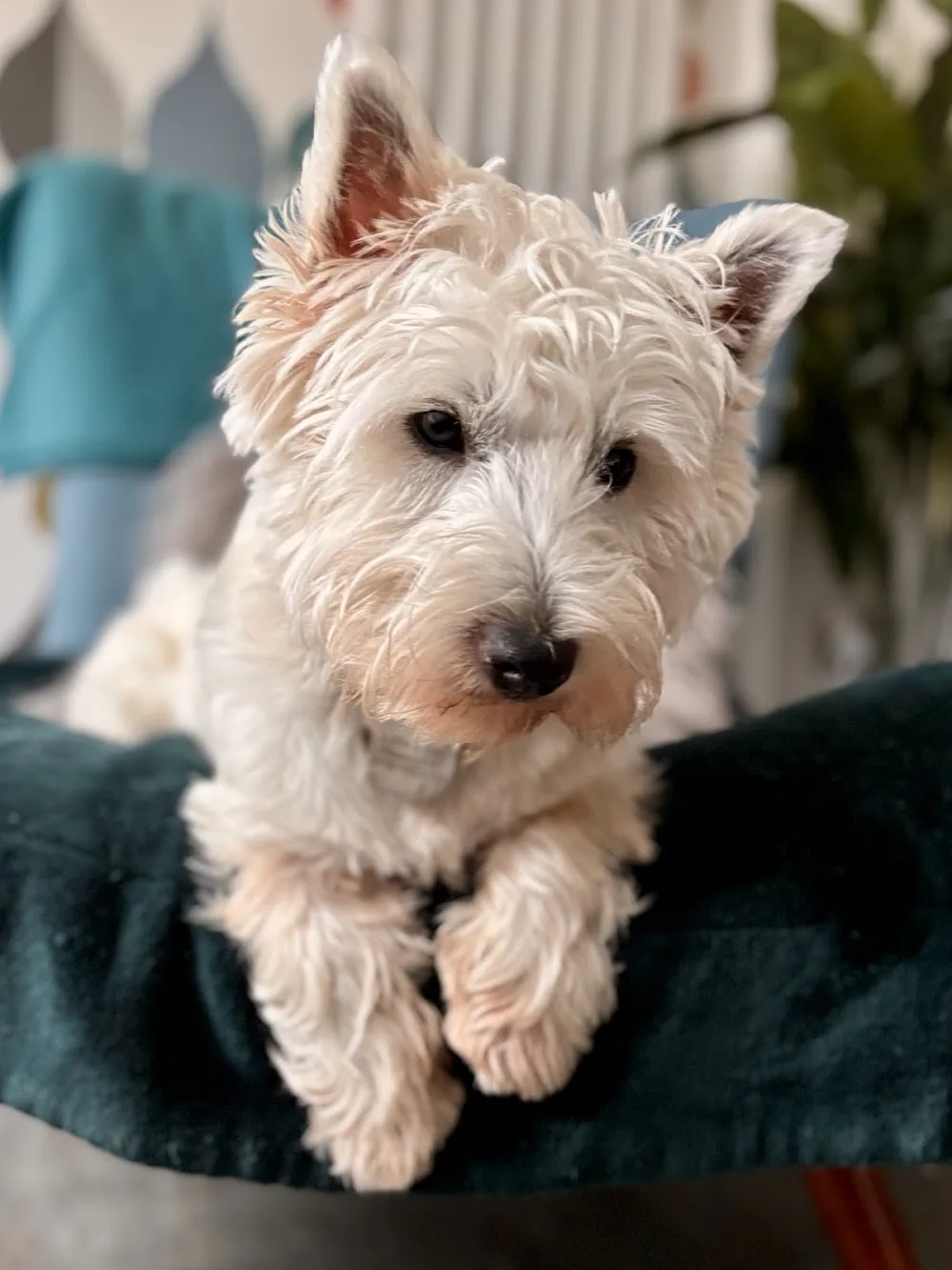 Lilli’s Pad Dog Boarding & Daycare - Walsall pet otel görseli 3