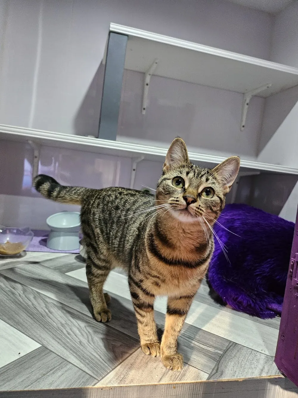 Paw Zone Cattery & Grooming Services - Walsall pet otel görseli 3