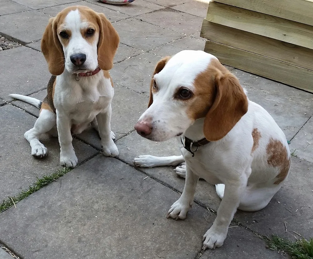 Pet-Minder.com - Walsall pet otel