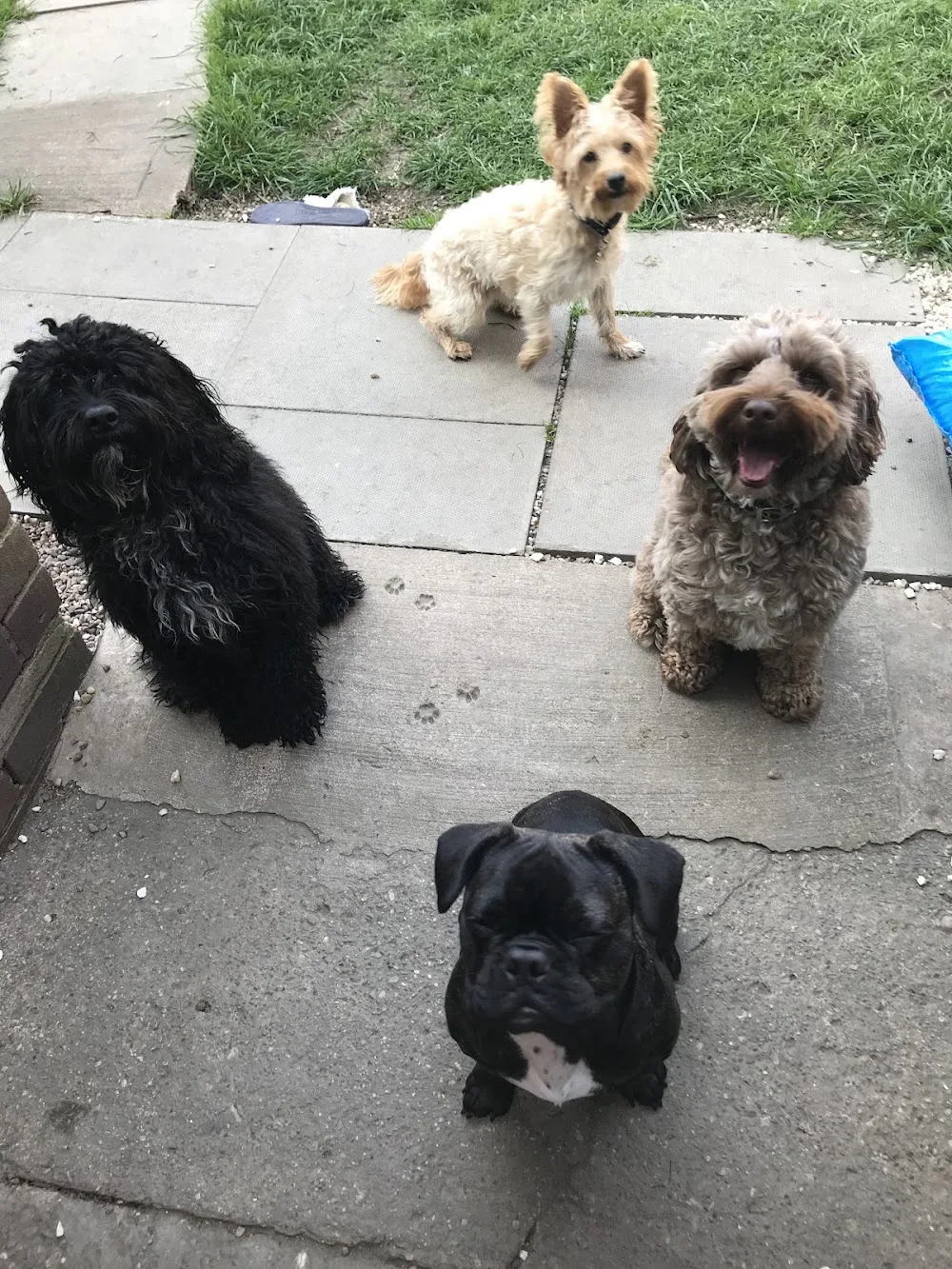 Waggy Tails Of Willenhall - Walsall pet otel