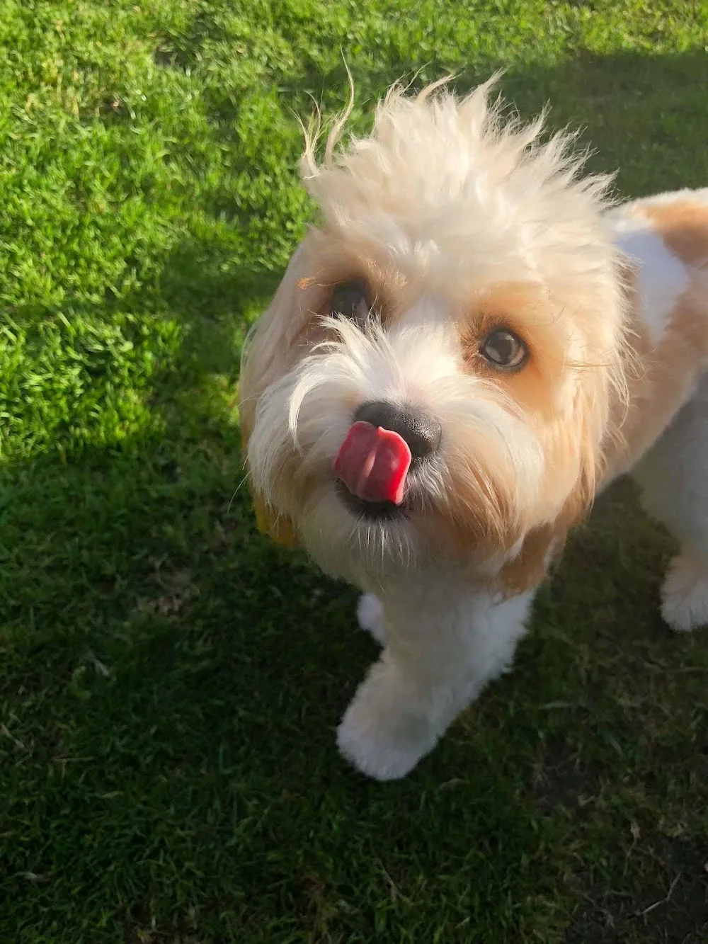 Waggy Tails Of Willenhall - Walsall pet otel görseli 3