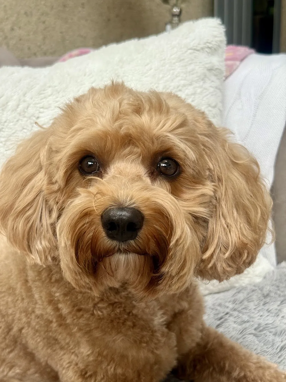 Elena’s Cosy Dog Boarding - Waltham Forest pet otel