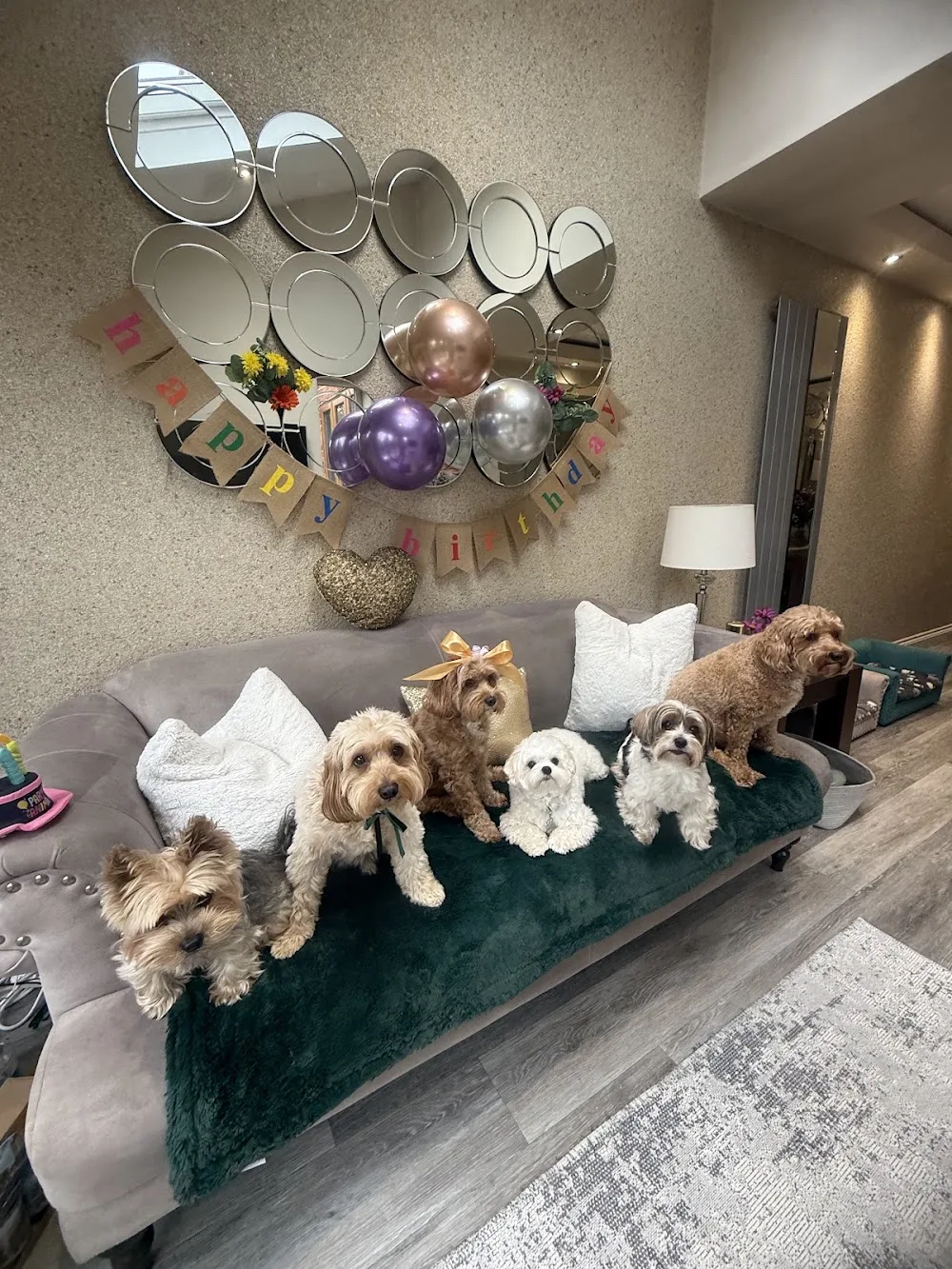 Elena’s Cosy Dog Boarding - Waltham Forest pet otel görseli 3