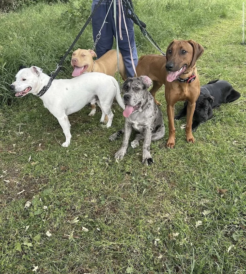 Kashskennels - Waltham Forest pet otel