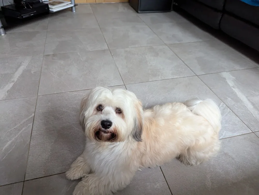 LollyPaws Dog Hotel - Waltham Forest pet otel