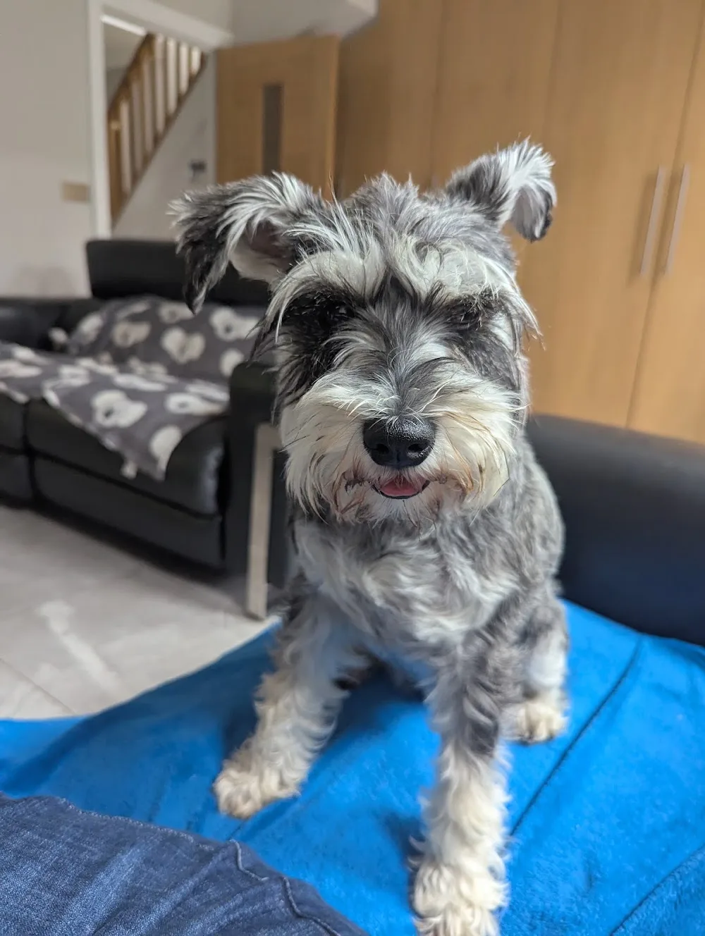 LollyPaws Dog Hotel - Waltham Forest pet otel görseli 3