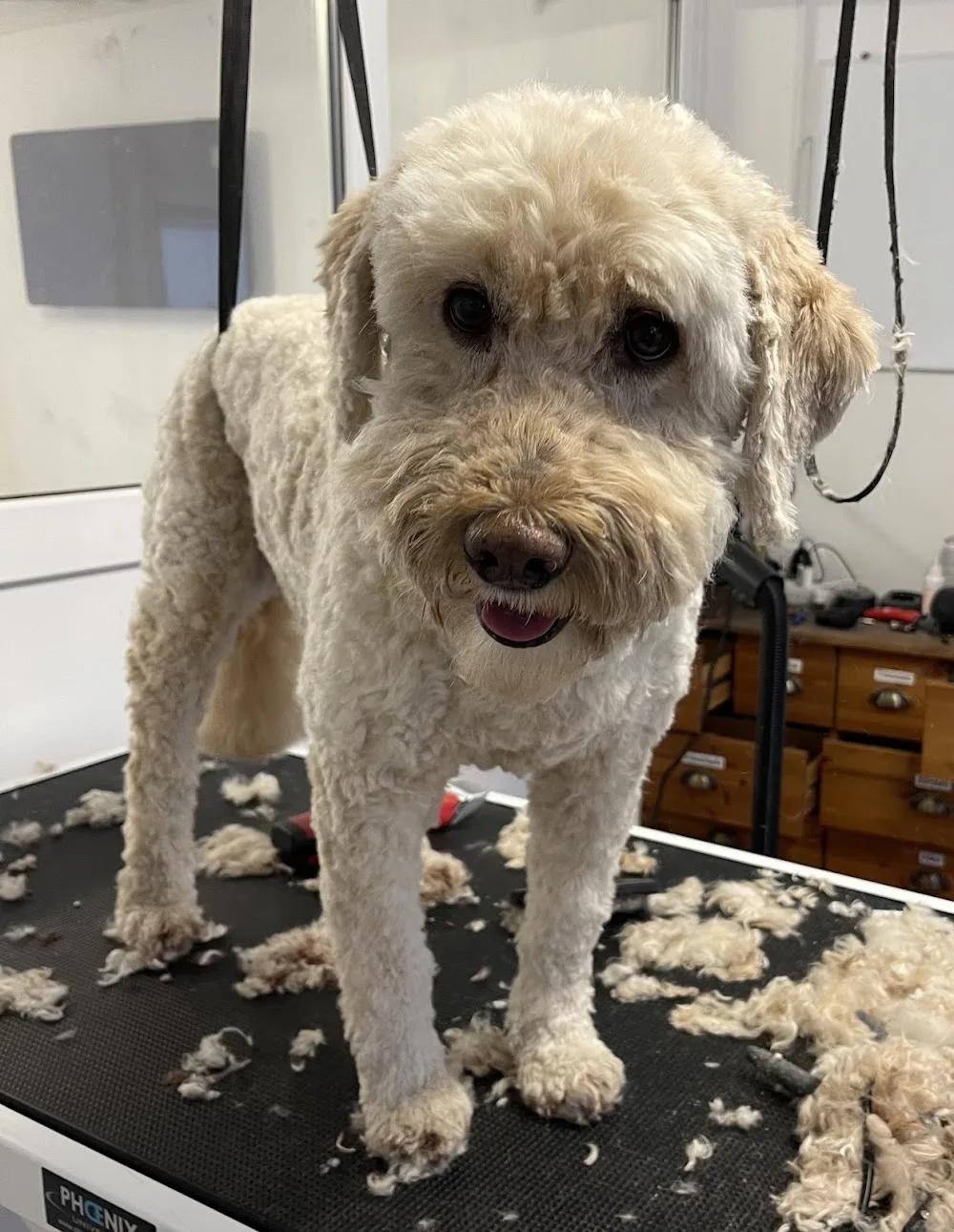 Hundesalon & Hundepension - City with Dogs - Wandlitz pet otel