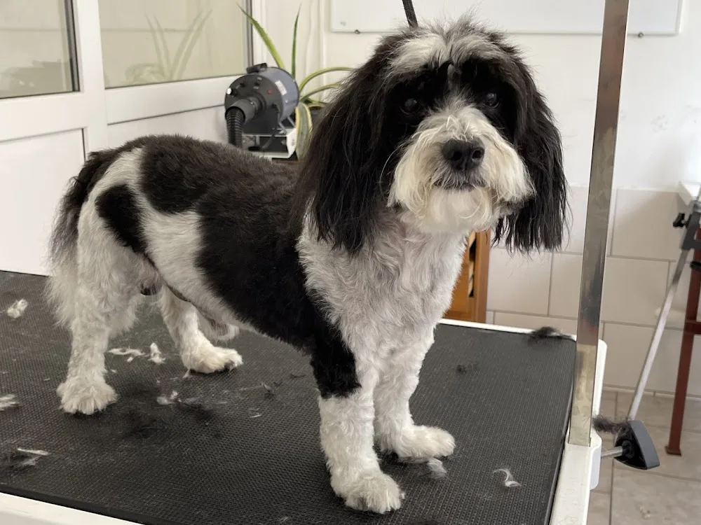 Hundesalon & Hundepension - City with Dogs - Wandlitz pet otel görseli 3