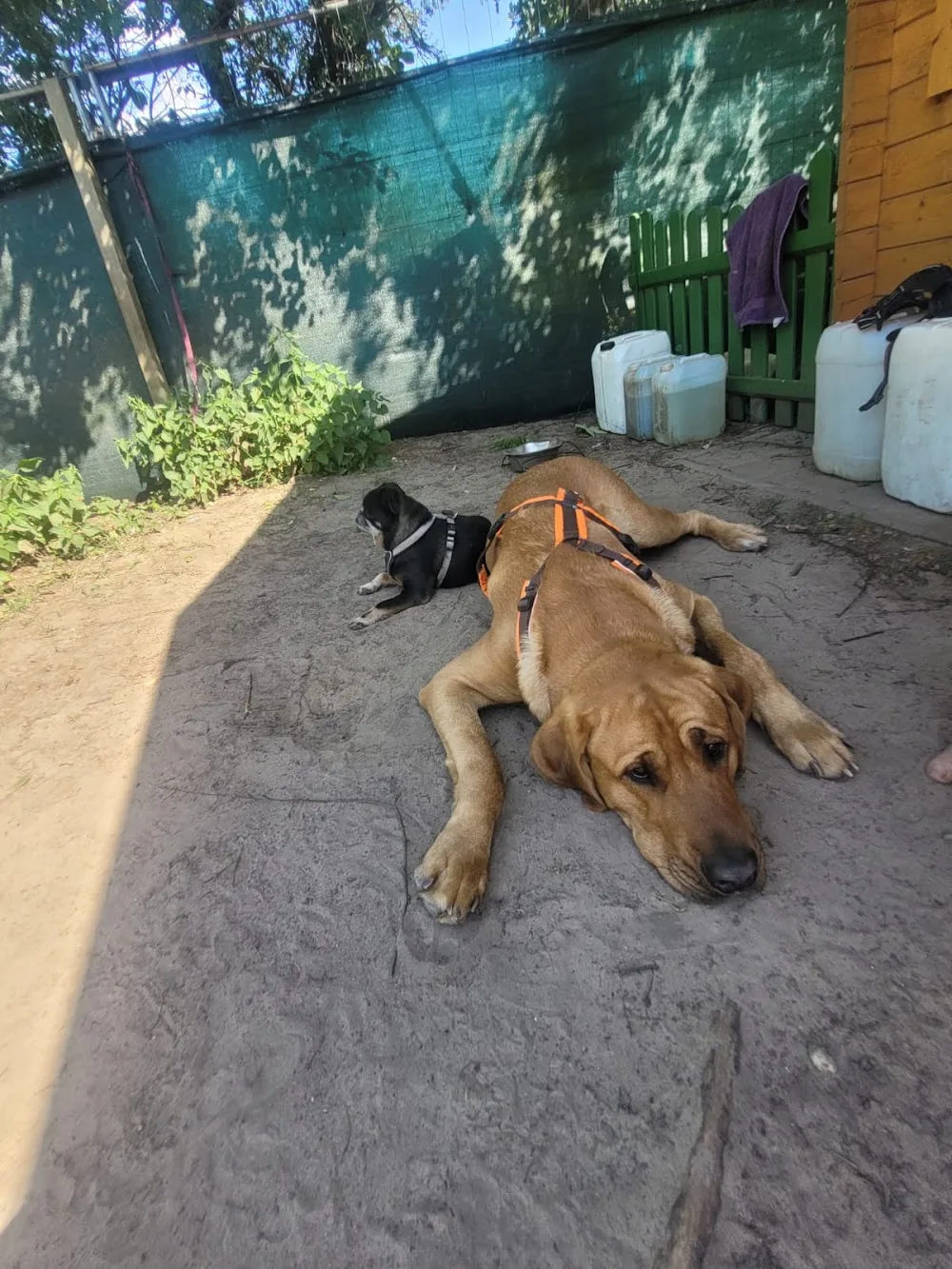 Hundetagesstätte & Hundetraining ‚La Wuff‘ - Wandlitz pet otel görseli 3