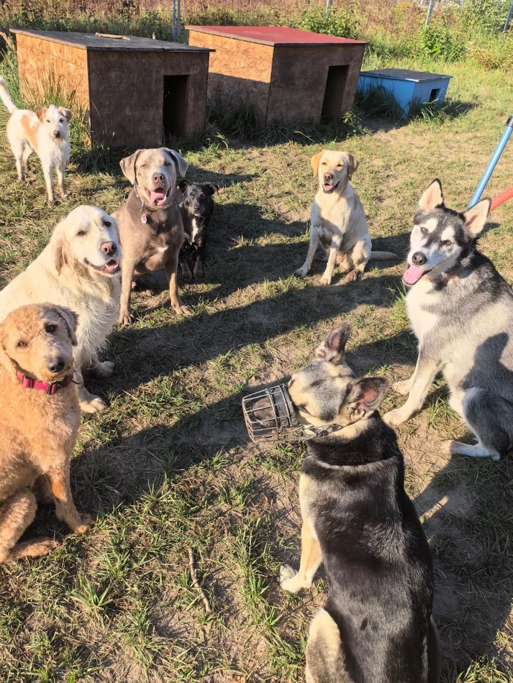 Hundetagesstätte Joy (HuTa Joy) - Wandlitz pet otel
