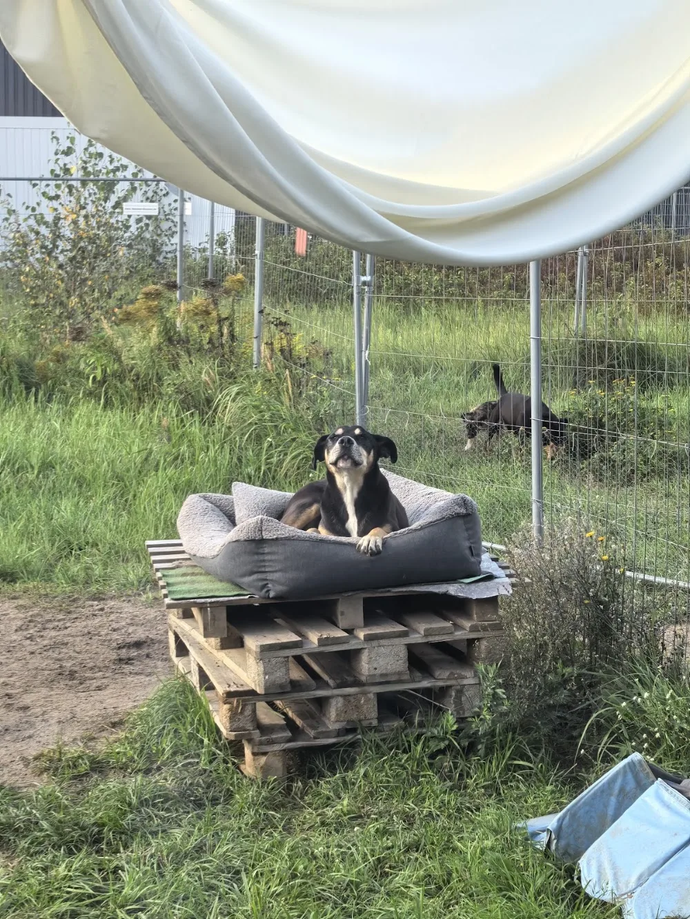Hundetagesstätte Joy (HuTa Joy) - Wandlitz pet otel görseli 3
