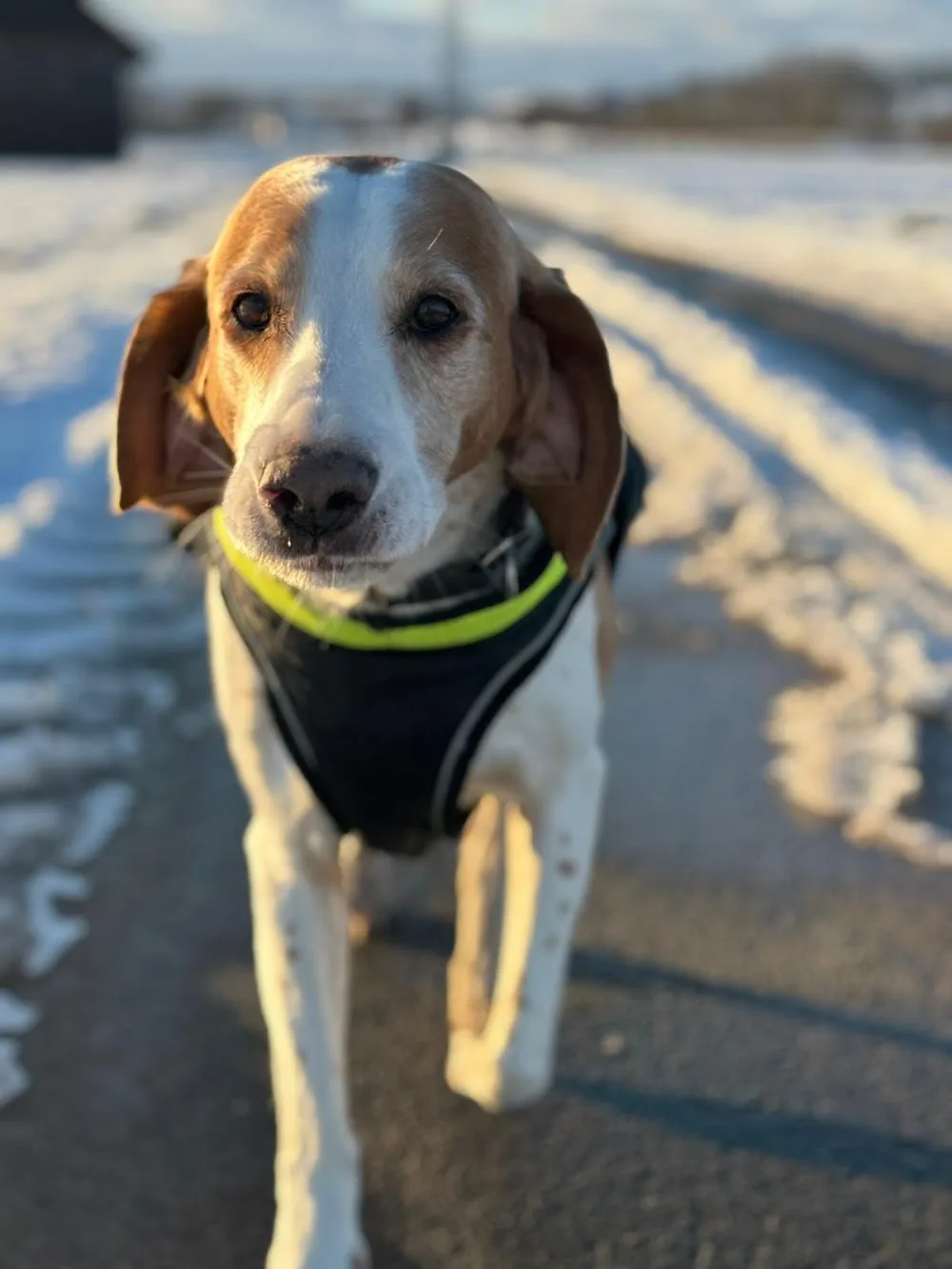 Hundepension Michels - Warburg pet otel