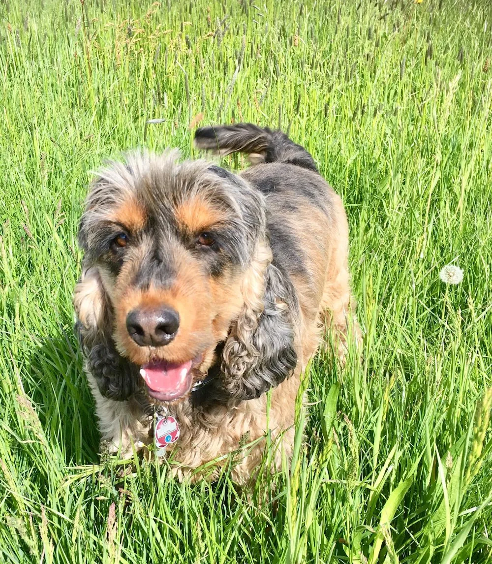 Hundepension Pudelwohl - Warburg pet otel