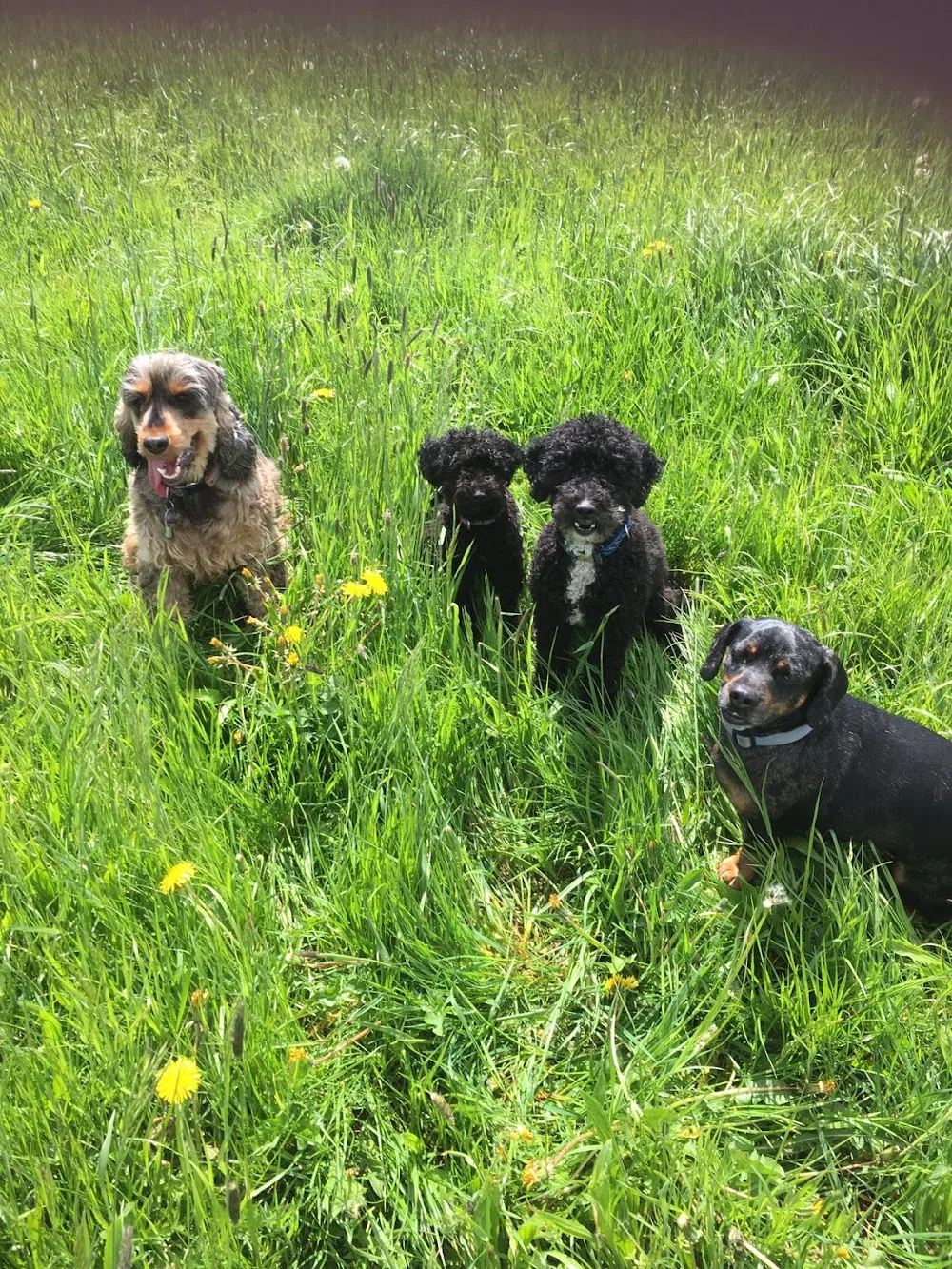 Hundepension Pudelwohl - Warburg pet otel görseli 3