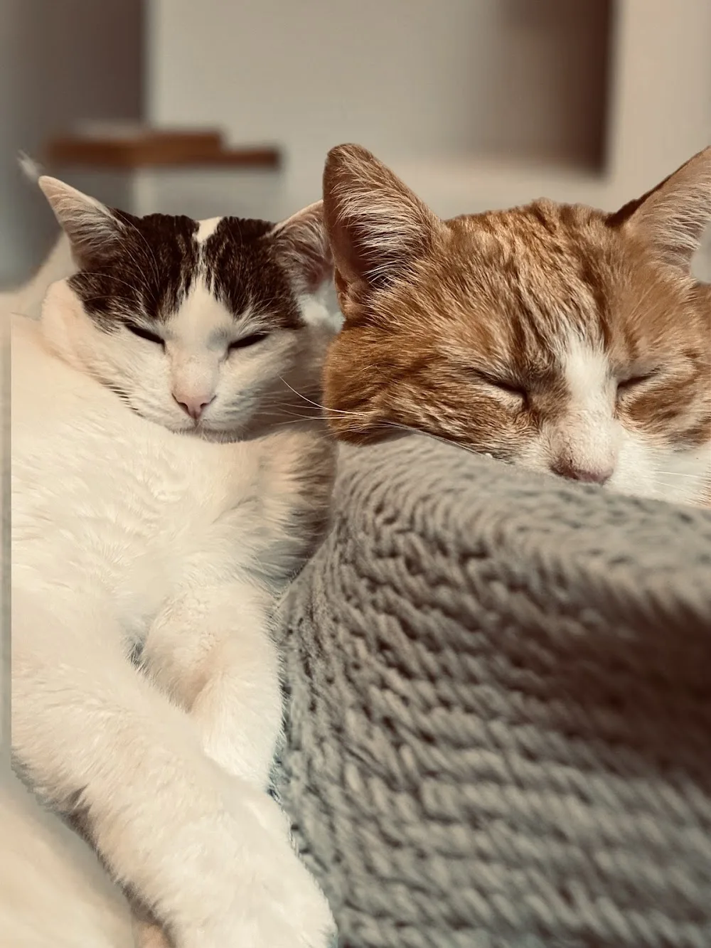 SchnurrSinn - Verhaltenstherapie & individuelle Katzenbetreuerin - Warburg pet otel görseli 3