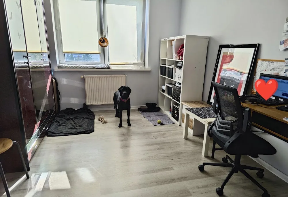 BEHAWIOR | Behawiorysta Spec. Koty | Petsitter & Hotelik Dla Zwierząt Olsztyn - Warmia-Masuria pet otel