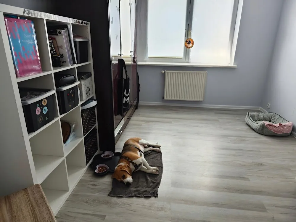 BEHAWIOR | Behawiorysta Spec. Koty | Petsitter & Hotelik Dla Zwierząt Olsztyn - Warmia-Masuria pet otel görseli 3
