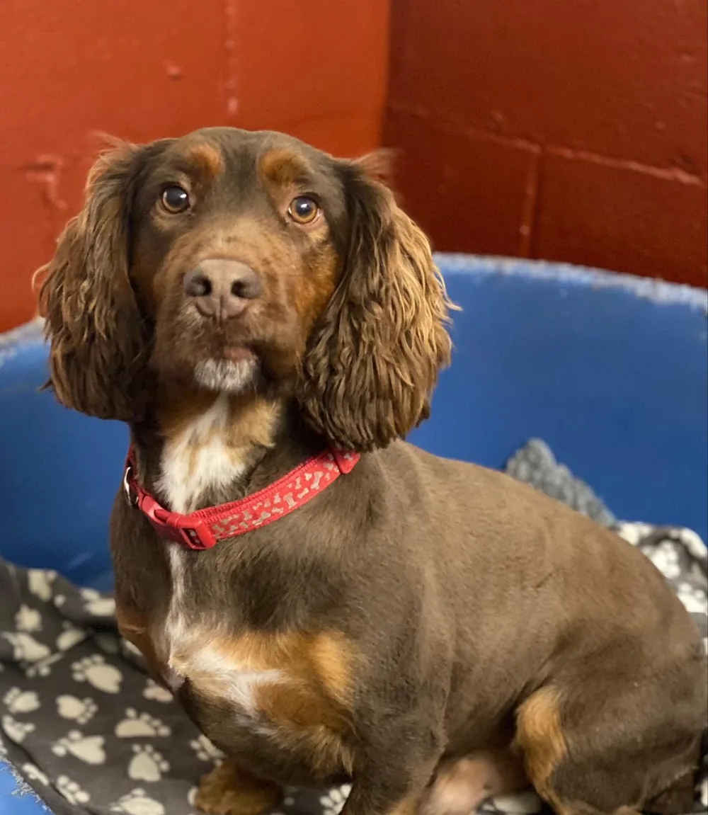 Hollybank Boarding Cattery & Kennels - Warrington pet otel