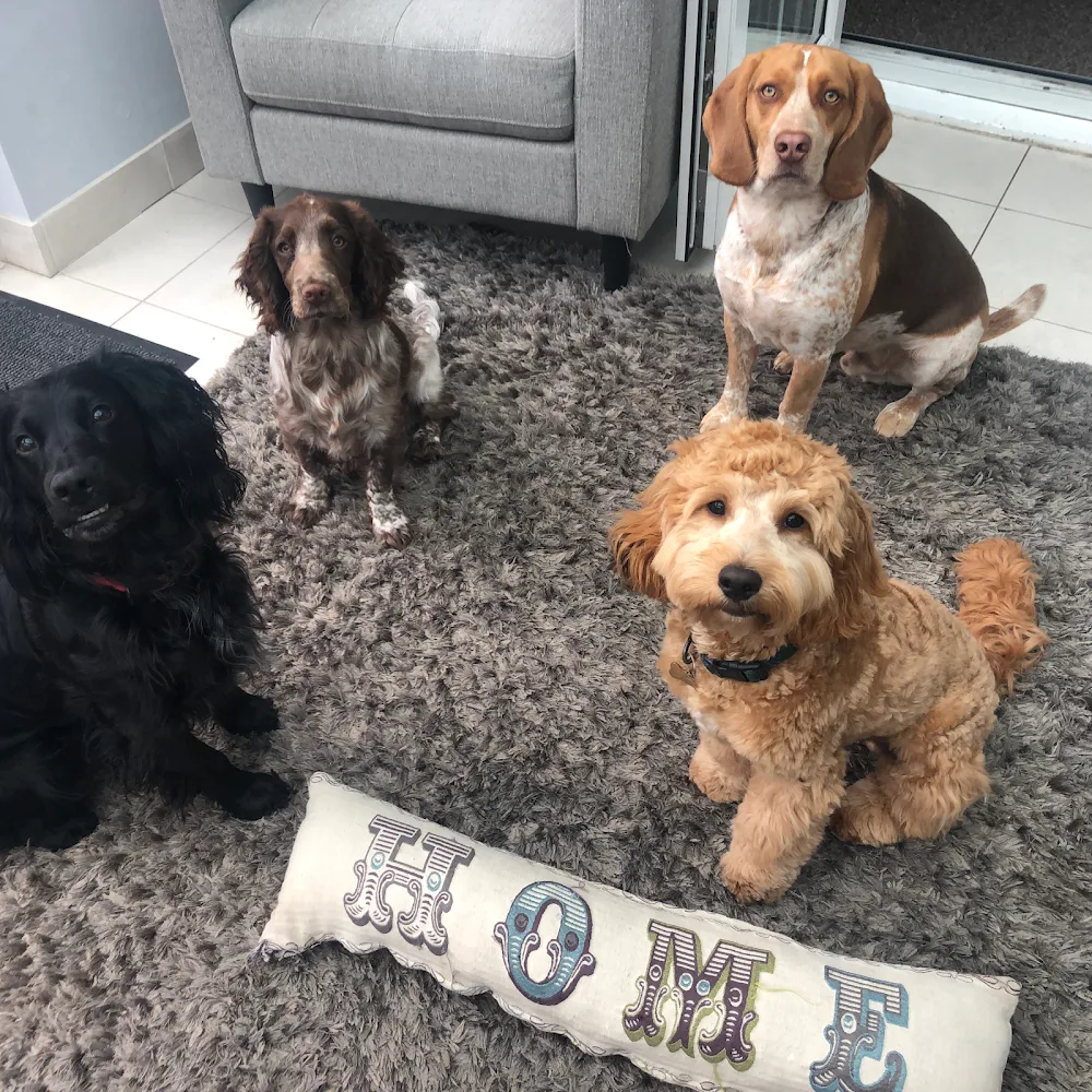 Mrs K9's Daycare & Boarding - Warrington pet otel