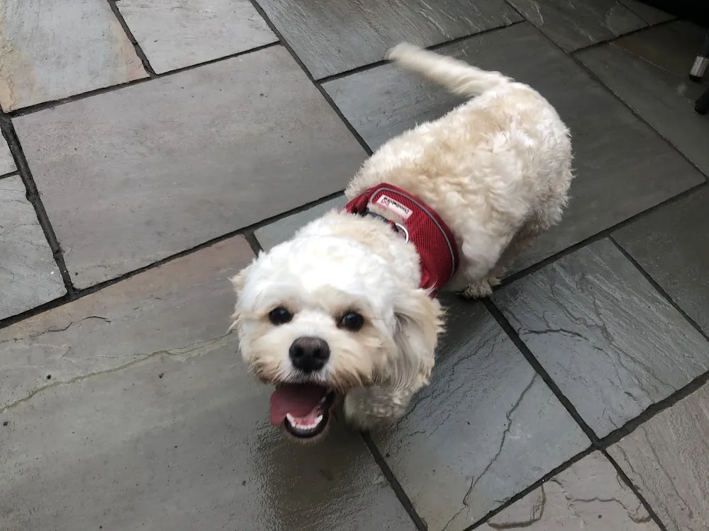 Mrs K9's Daycare & Boarding - Warrington pet otel görseli 3