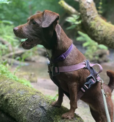 Pawsitive Retreat Cheshire - Warrington pet otel