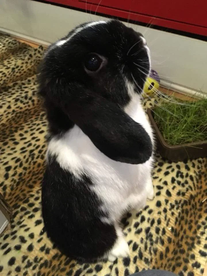 Pets ALL Inclusive - Warrington pet otel görseli 3
