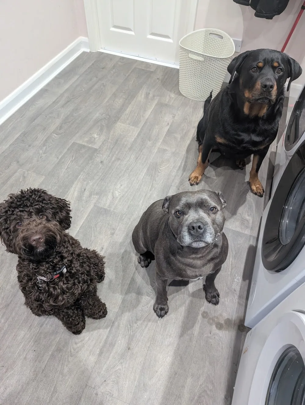 Premier Pawz HB82 - Warrington pet otel görseli 2