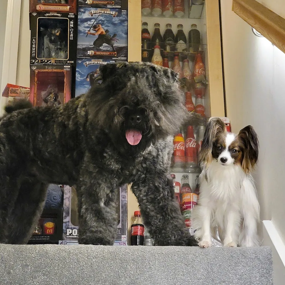 Room707 Pet Services - Warrington pet otel görseli 2