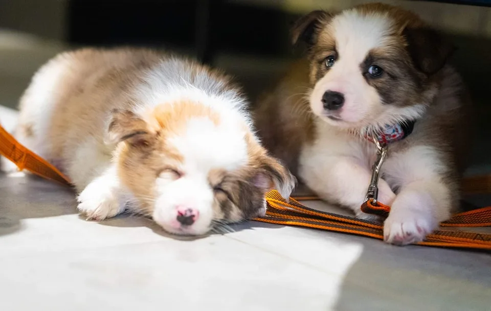 DOG Line.pl szkolenie psów, hotelik - Warsaw pet otel görseli 3