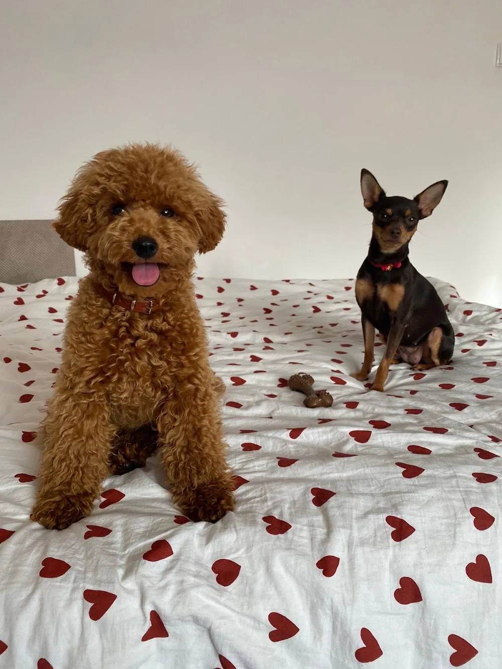 Pets hotel Dori (domowy hotel dla psów) - Warsaw pet otel