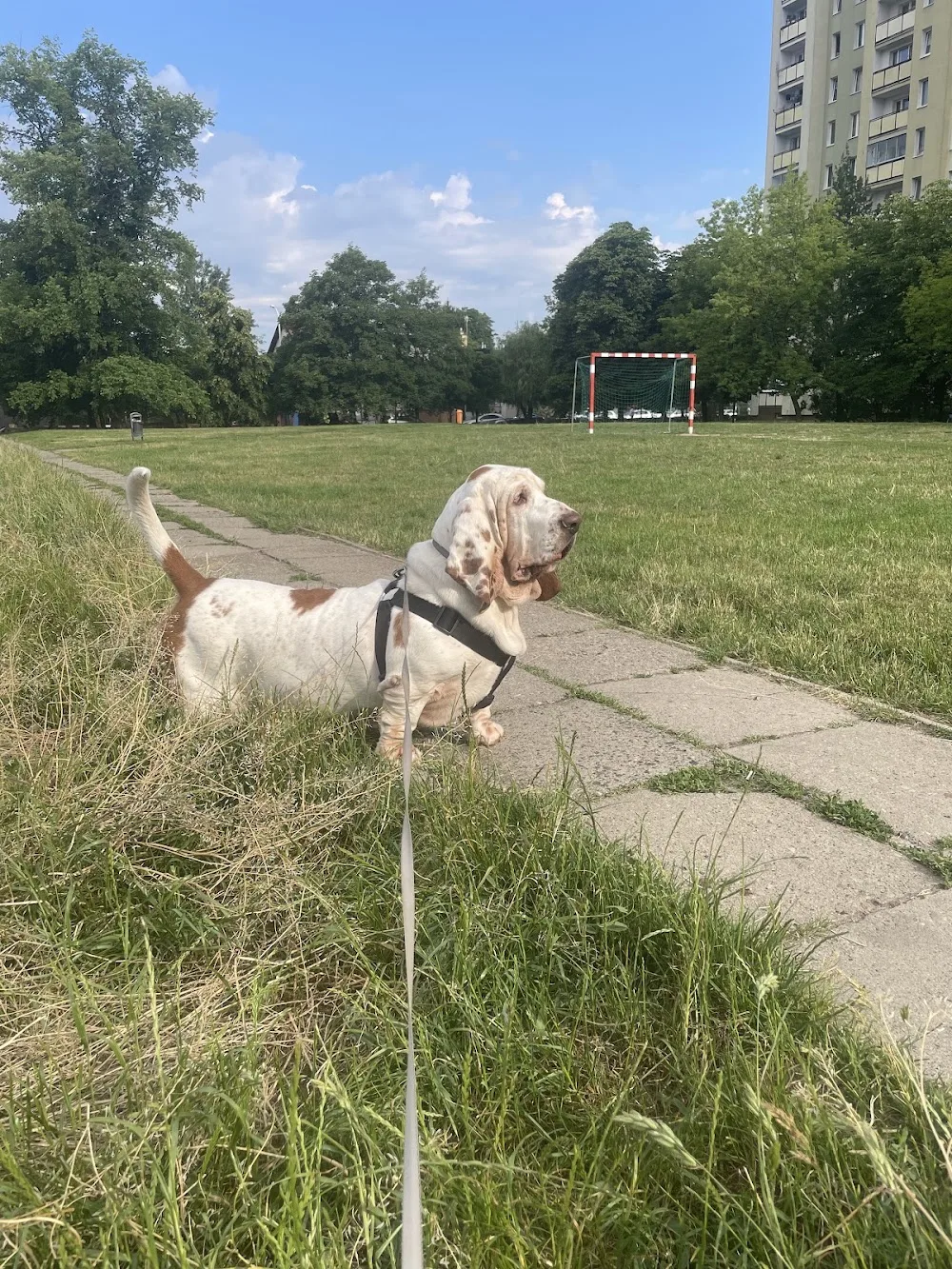 Pets hotel Dori (domowy hotel dla psów) - Warsaw pet otel görseli 3