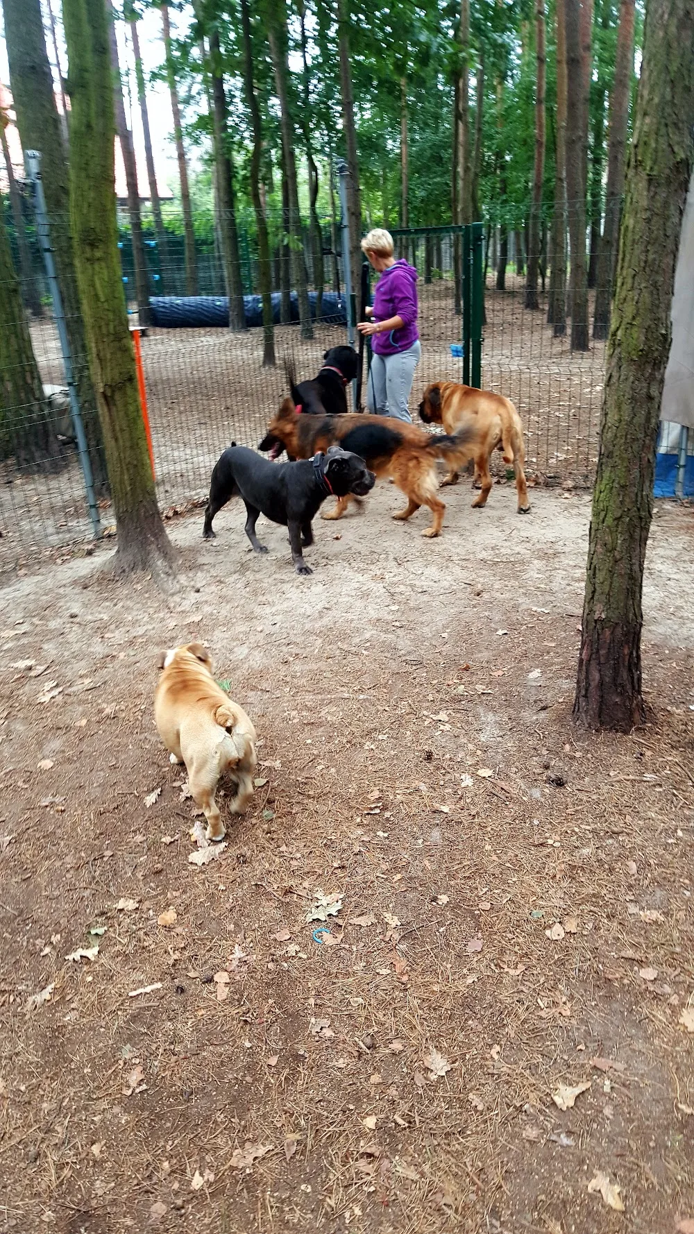 Hotel dla Psów Warszawa - Psi Behawiorysta - Warszawa pet otel görseli 3