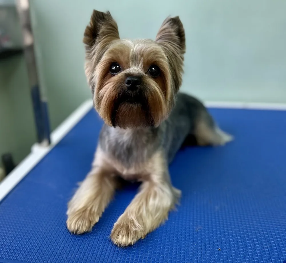 Piesolandia - Groomer | Domowy hotel dla psów | Warszawa - Warszawa pet otel görseli 3