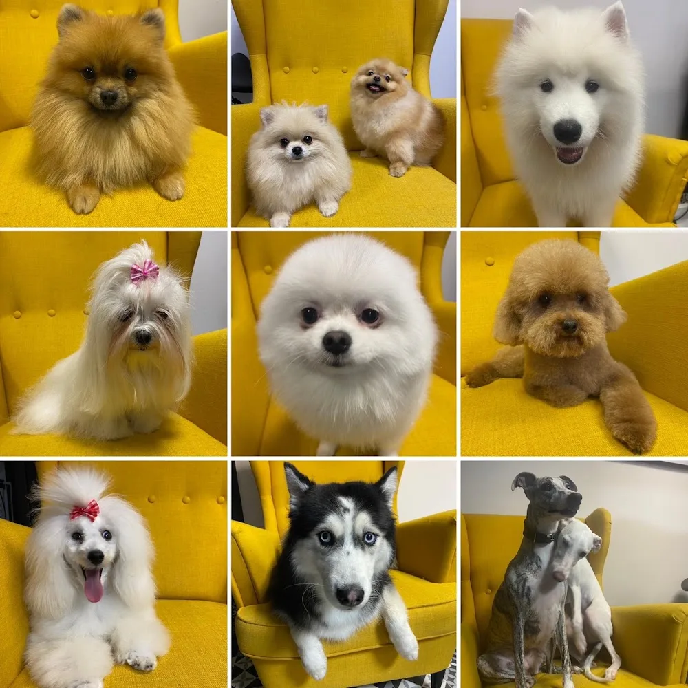 The Dog Spa - Groomer/Fryzjer psów + HOTELIK domowy z ogrodem - Warszawa pet otel