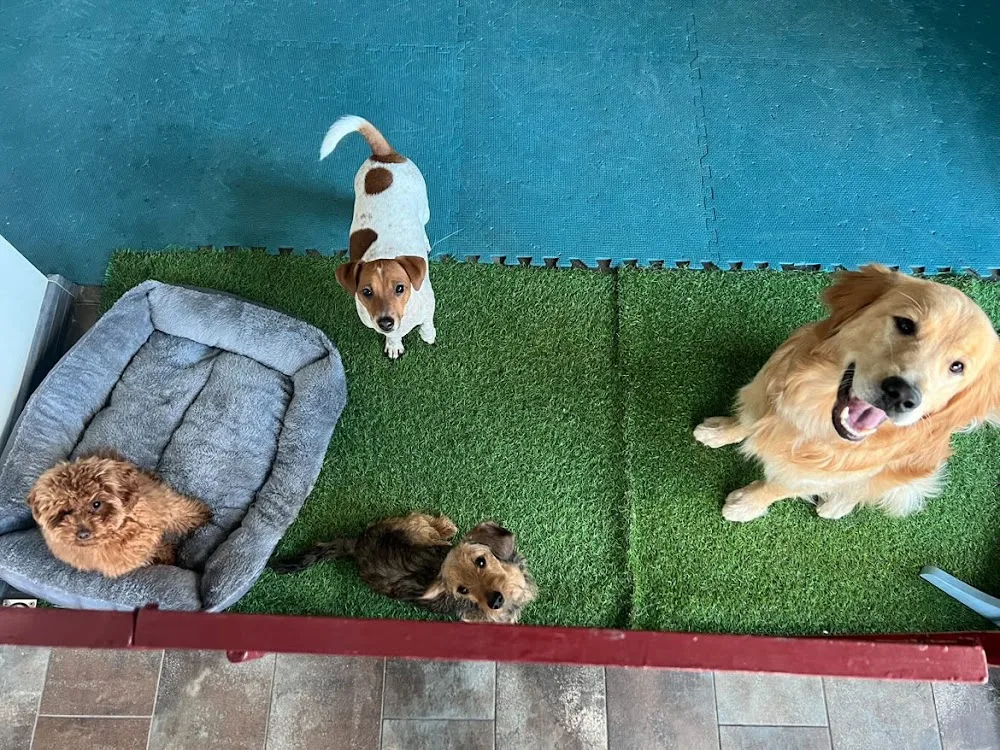 Woof Woof Pet Hotel | Przedszkole - Warszawa pet otel görseli 3