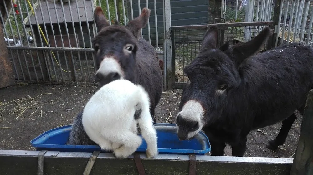 Dierenwei Wilbert - Wassenaar pet otel görseli 3