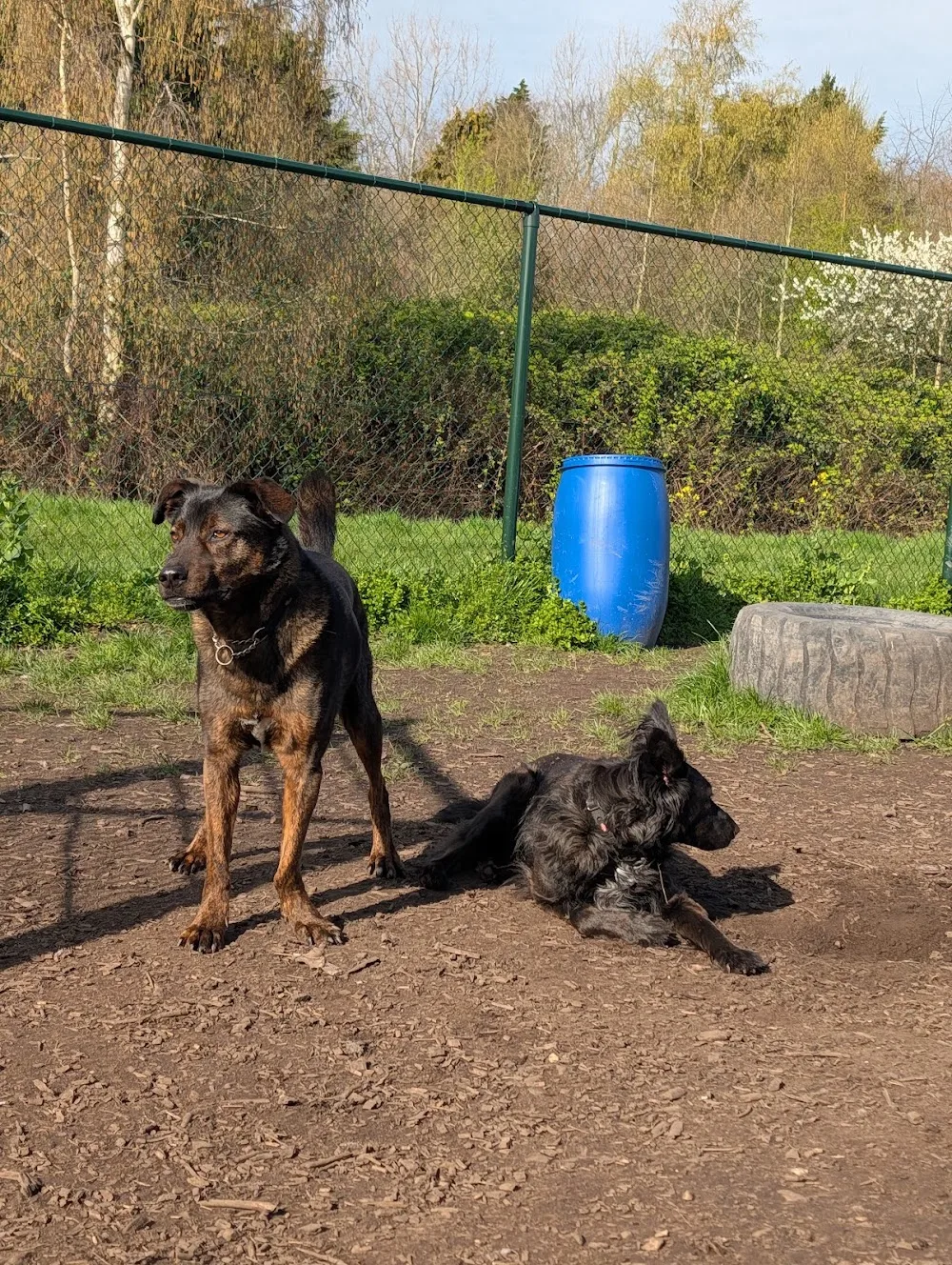 Hondendagopvang 'Bij Arie' - Wassenaar pet otel görseli 3