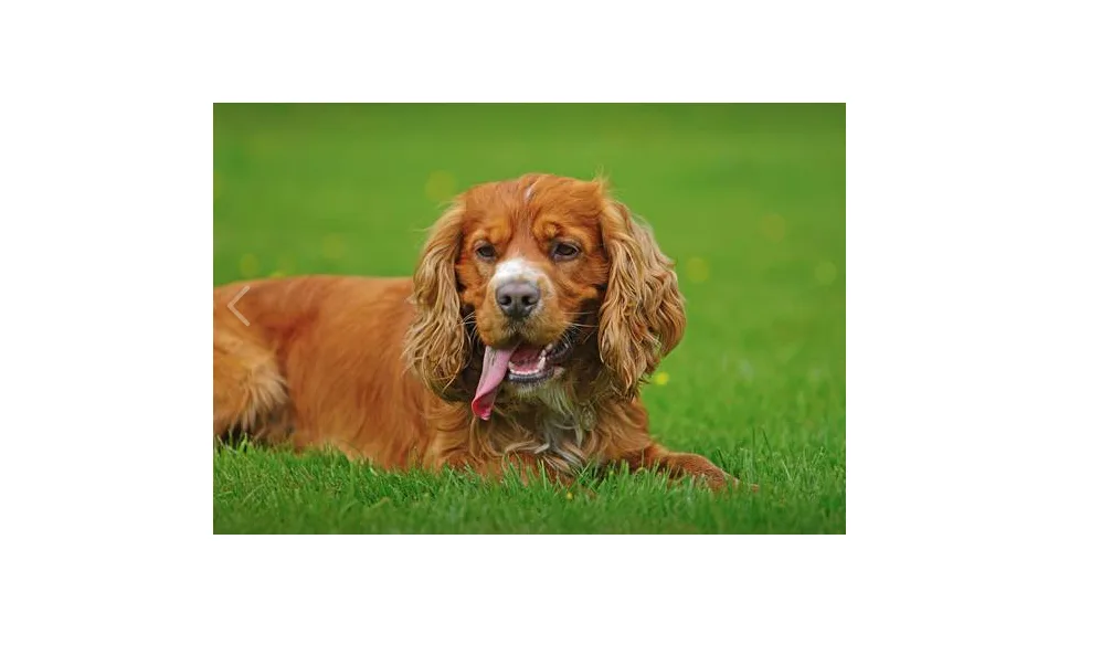 Heather's Top Dog Boarding Waterford. - Waterford pet otel görseli 2