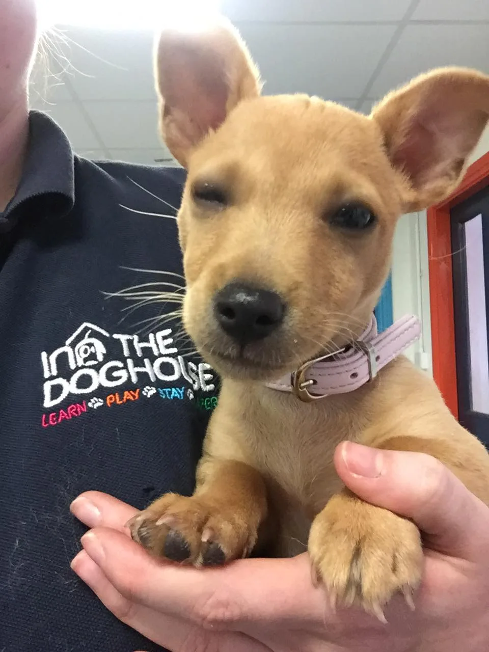 Inn the Doghouse - Waterford pet otel görseli 2