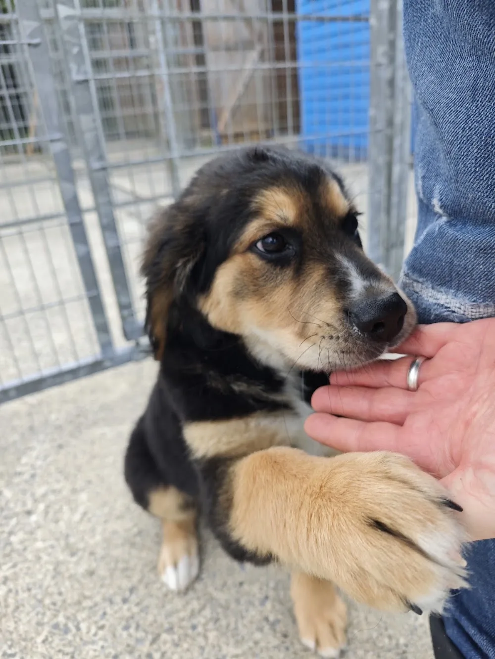 Keatfield Kennels - Waterford pet otel görseli 2