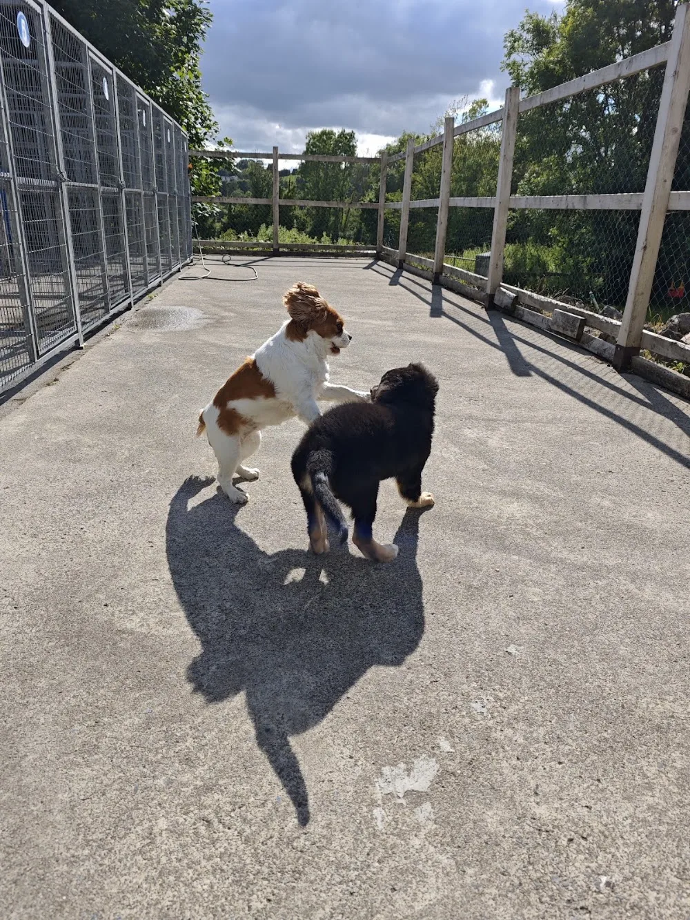 Keatfield Kennels - Waterford pet otel görseli 3