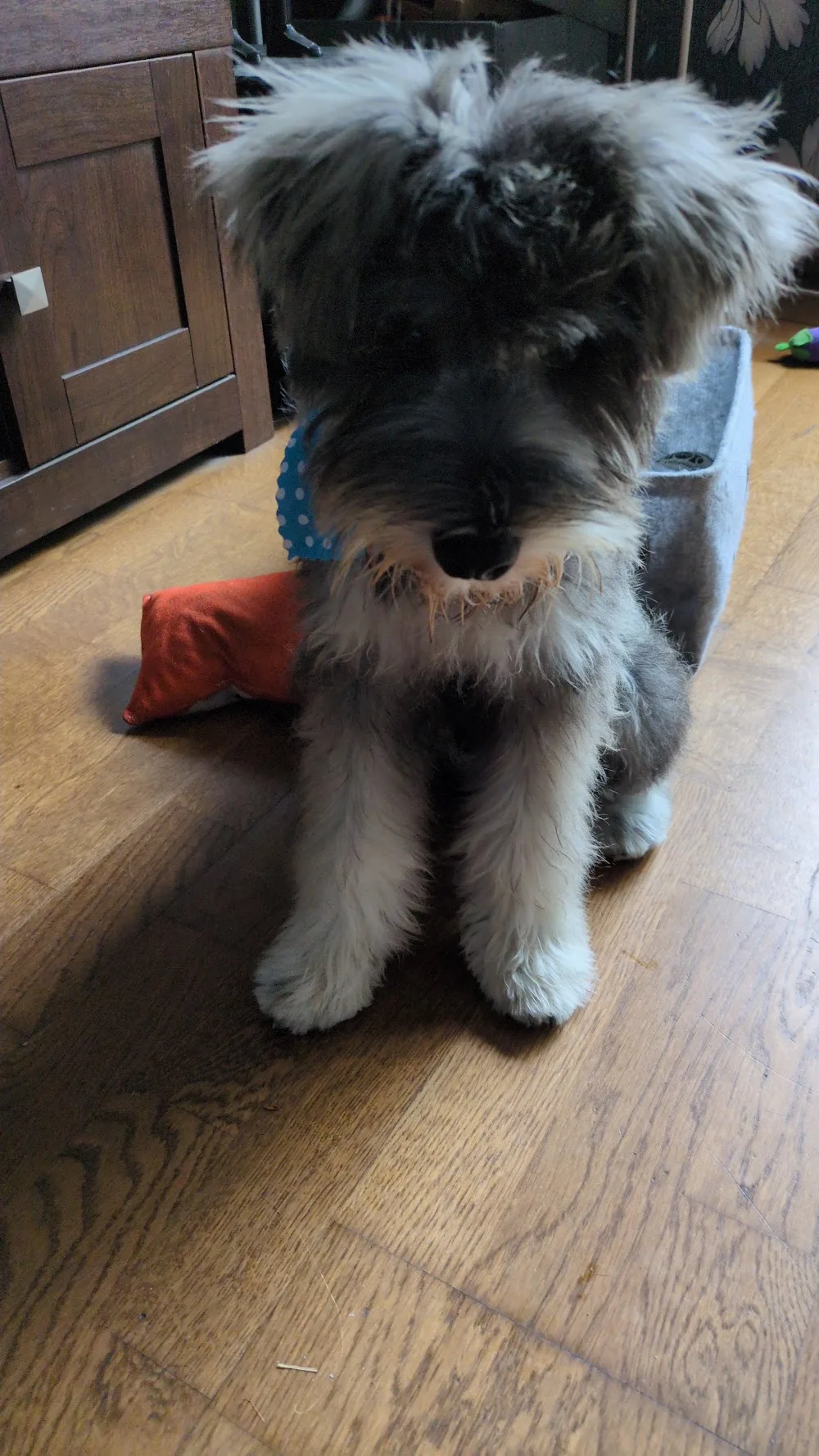 Sineads Grooming Studio & Doggie DayCare - Waterford pet otel görseli 2