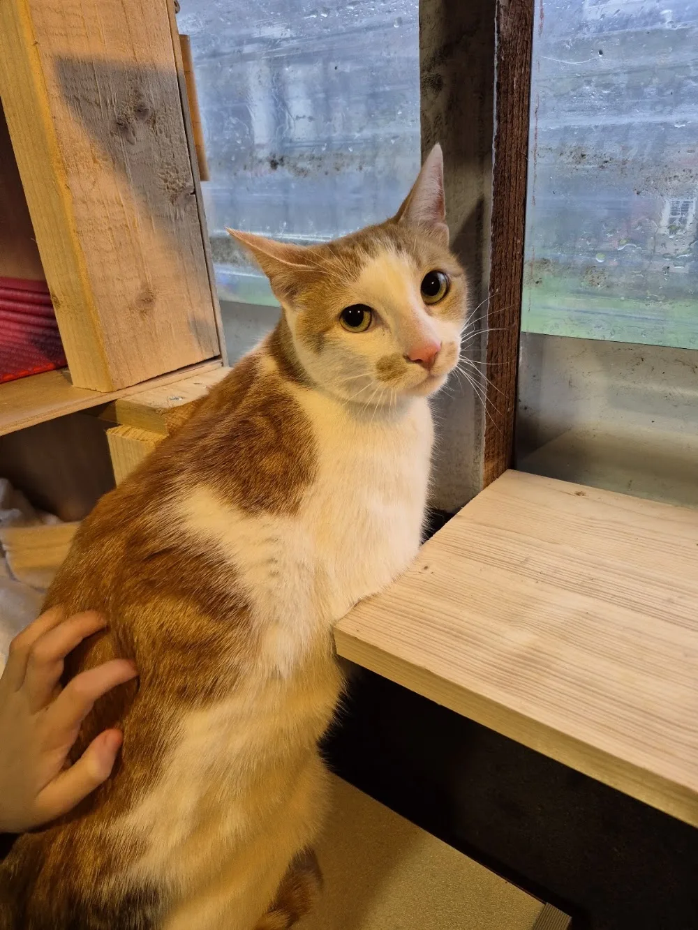 UrbanPaws Waterford - Waterford pet otel görseli 3