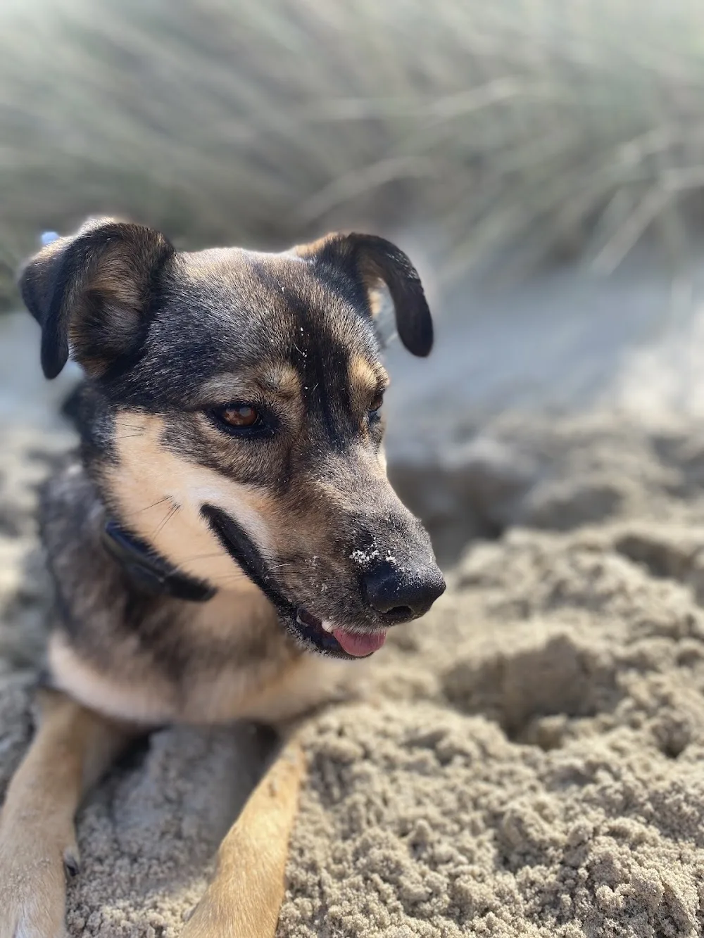 Hundehotel Wegberg - Wegberg pet otel görseli 3