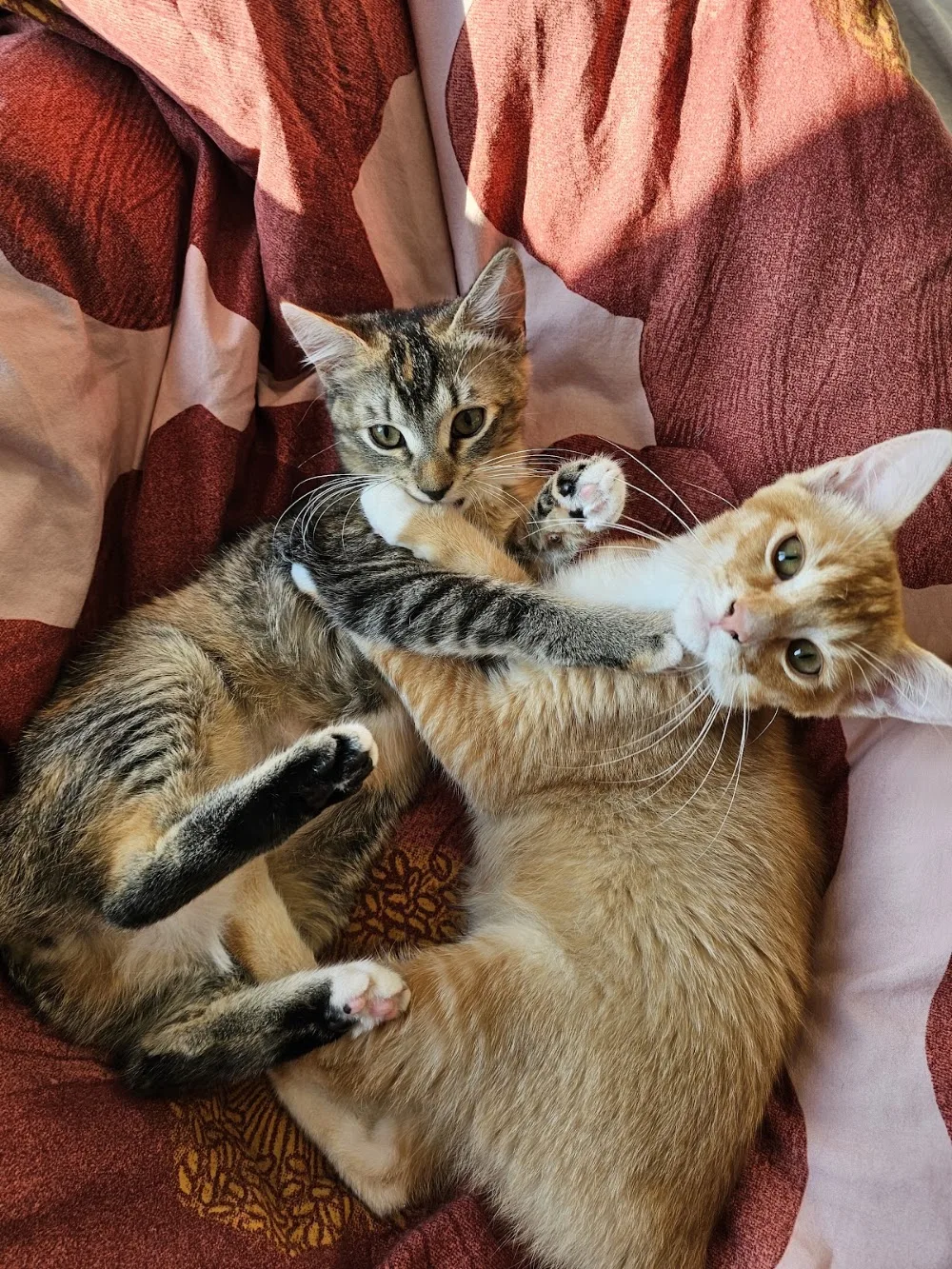 Noras Katzen- und Kleintierbetreuung - Wegberg pet otel