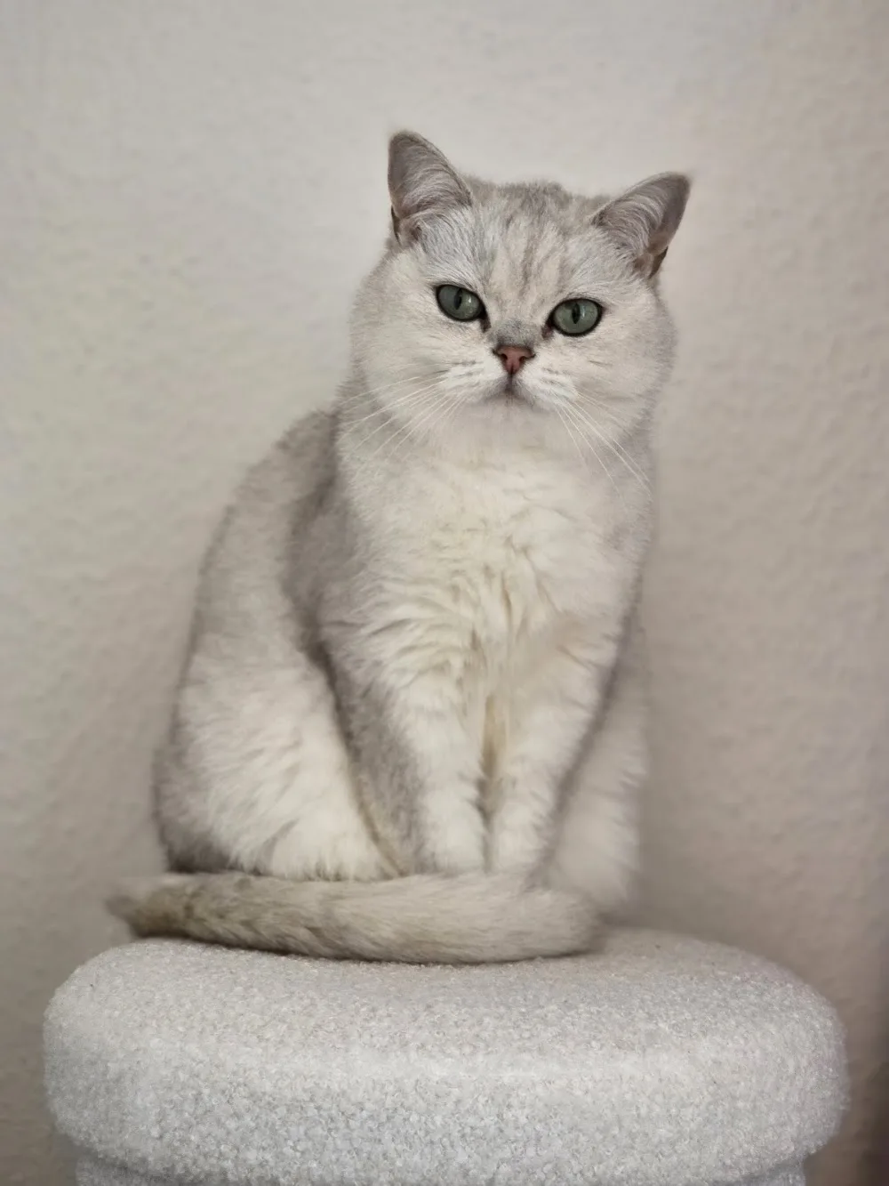 Noras Katzen- und Kleintierbetreuung - Wegberg pet otel görseli 3