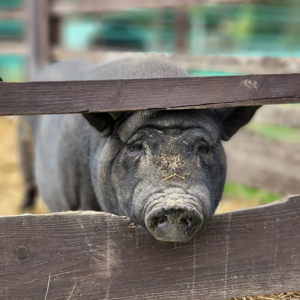 Tierschutzverein Die MonRo Ranch e.V. - Der Lebenshof - Wegberg pet otel görseli 3