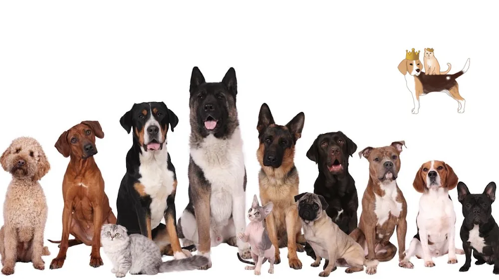 Dierenpension Happy pets - Happy you - Wehl pet otel